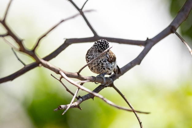 De kleinste specht ter wereld is de Braziliaanse dwergspecht Picumnus albosquamatus