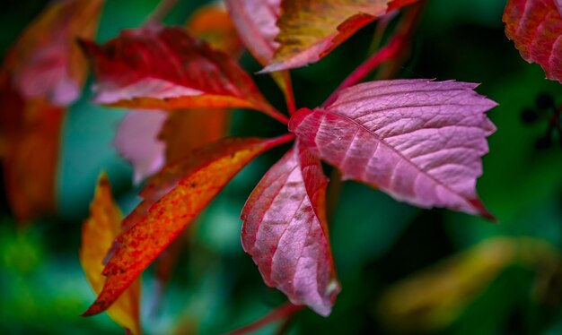 De kleuren van de herfst