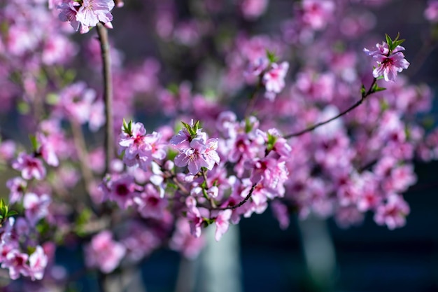 De kleuren van de lente zijn prachtig