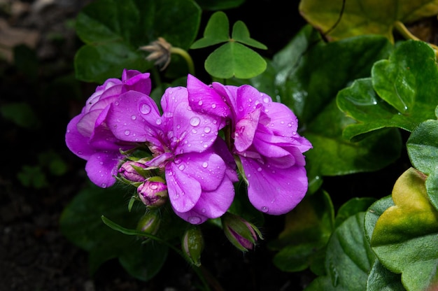 De kleuren van de natuur