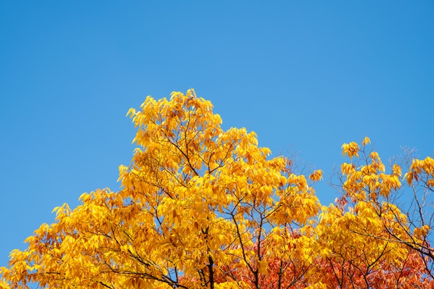 Foto de kleurrijk gekleurde esdoorn en de blauwe lucht