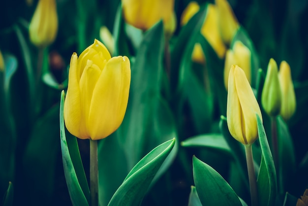 De kleurrijke aard van de tulpenweide in de lente, de achtergrond van de Tulpenbloem