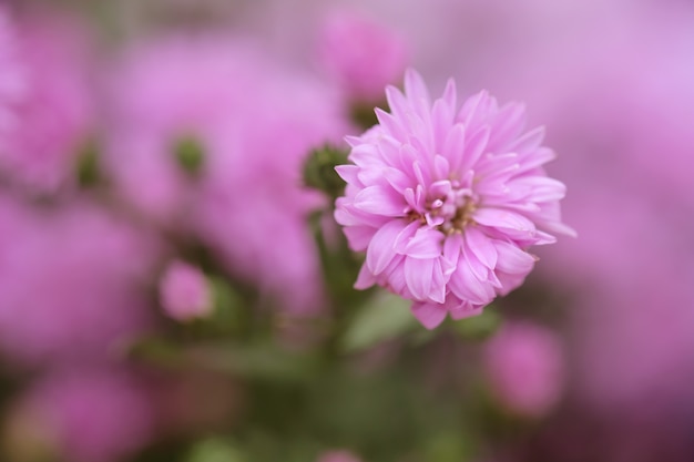 De kleurrijke achtergrond van de bloemenchrysant