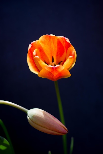 De kleurrijke bloei van de tulpenbloem met een kleurrijke achtergrond