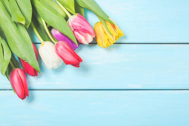 De kleurrijke bloemen van de de lentetulp op lichtblauw