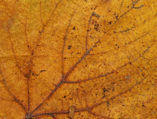 De kleurrijke bruine close-up van het de herfstblad