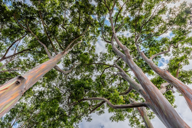 De kleurrijke en lange Bomen van de Regenboogeucalyptus op Oahu, Hawaï