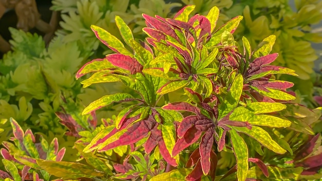 Foto de kleurrijke plant op de achtergrond van de natuur in zonnige dag.