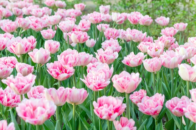 De kleurrijke roze tulpen verse bloemen sluiten omhoog