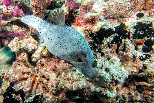 De kleurrijke vissen van de balkogelvis op de ertsaderachtergrond