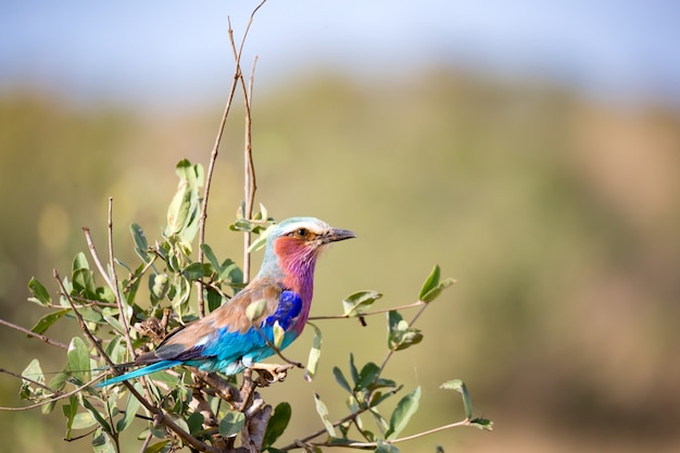 De kleurrijke vogel zit op de boom in de savanne in Kenia