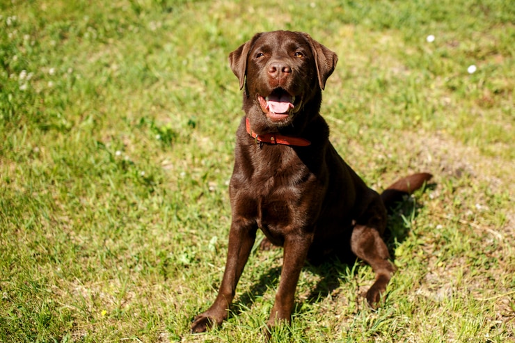Foto de knappe jonge zitting van chocoladelabrador retriever in gras