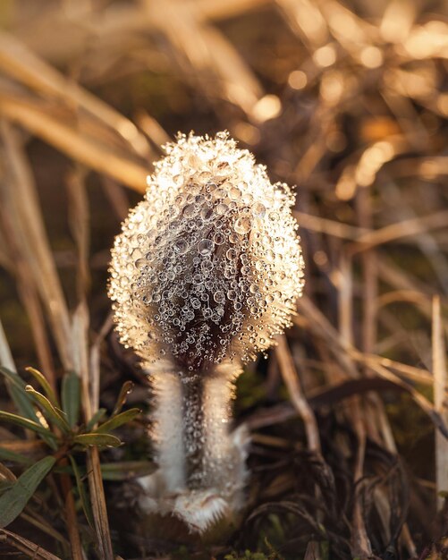 De knop van een dreamgrass-bloem is bedekt met dauwdruppels Selectieve focus