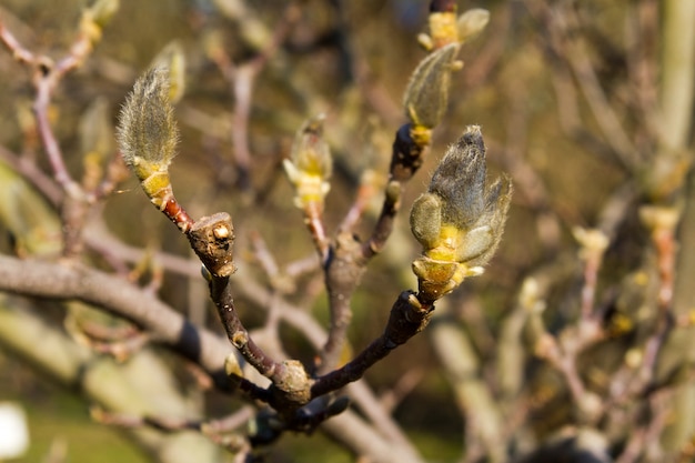 De knop van een magnolia sluit