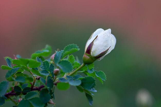 Foto de knop van een ongeopende witte rozenbottelbloemclose-up