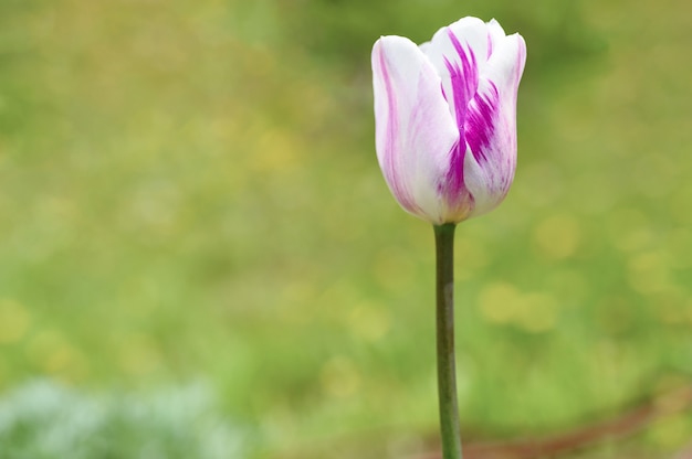 De knop van een witte paarse tulp bloeit in volle bloei