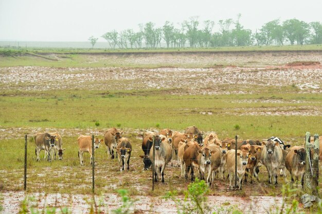 De koe een artiodactyl zoogdier uit de familie van de bovidae