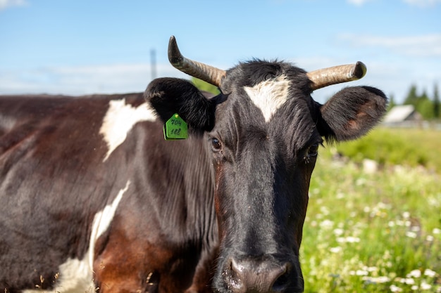 De koe eet vers groen gras op het gazon of in het veld