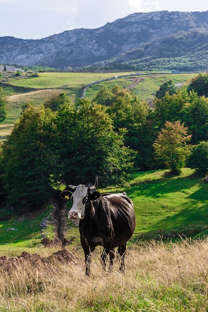 De koe kijkt in het frame. Montenegro, Nationaal Park Durmitor