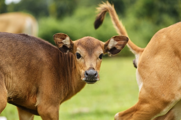 De koe van de portret Balinese bruine kleur het weiden in een weide.