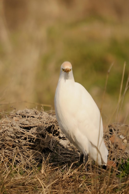 De koereiger is een soort van de ardeidae-familie