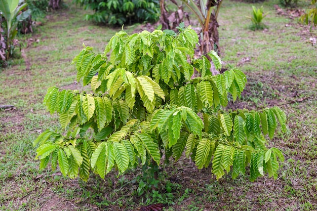 De koffieboom van robusta met dauwdaling in koffietuin