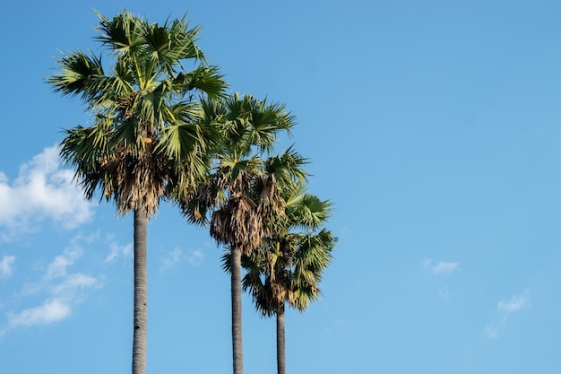 De kokosnoot- en palmbomen groeien tussen de blauwe lucht.