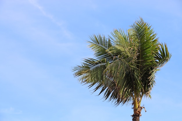 De kokospalm onder blauwe hemel