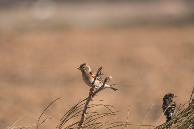 De koningsvink is een zangvogel uit de familie Fringillidae