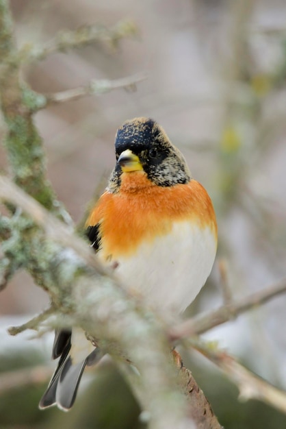 De koningsvink is een zangvogel uit de familie Fringillidae