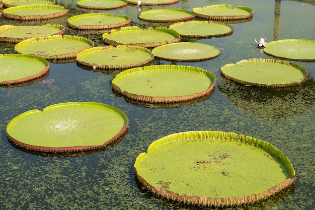 De koninklijke waterlelie Het is een enorme waterplant die van nature groeit in het Amazonegebied van Brazilië