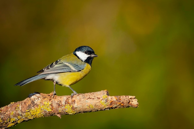 De koolmees Parus major is een zangvogel in de mezenfamilie Paridae