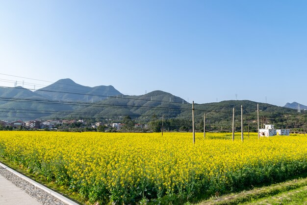 De koolzaadbloemen in de landelijke velden bloeien en zijn goudgeel onder de blauwe lucht