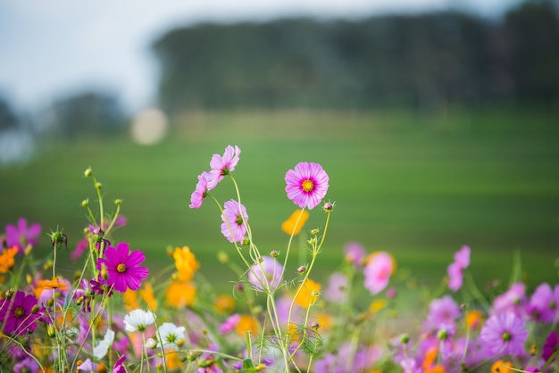 De kosmosbloem van grasland