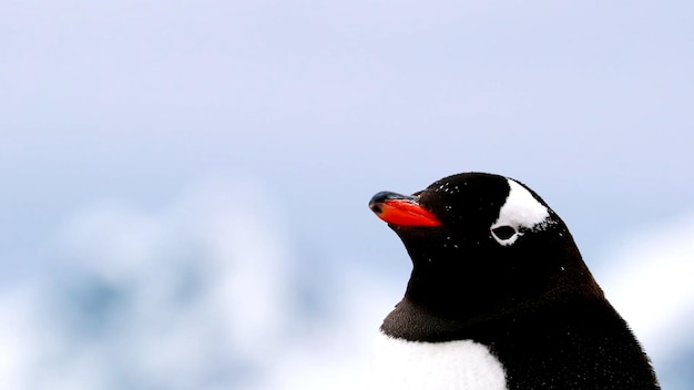 Foto de koude foto van de pinguïn van antarctica