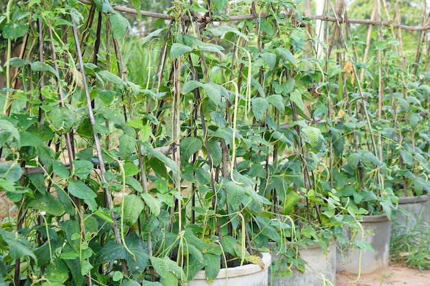 De kousenband wordt geplant in een cementvijver in de tuin