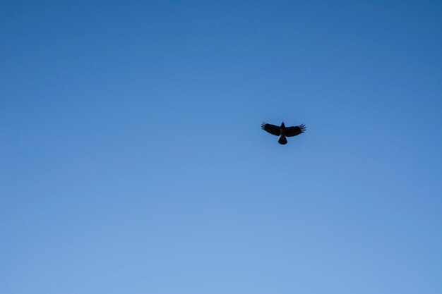 De kraai vliegt in de wolkenloze blauwe lucht. Minimalistische stijl afbeelding.