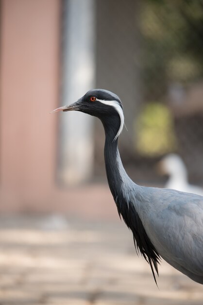 De kraanvogel (Grus grus)