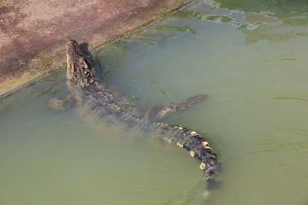 De krokodil die in de rivier bij het kanaal zwemt