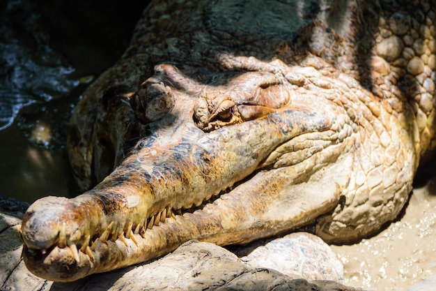 De krokodil slaapt overdag bij de rivier