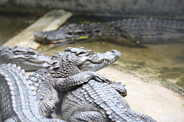 De krokodil zoet water terwijl ontspannen.