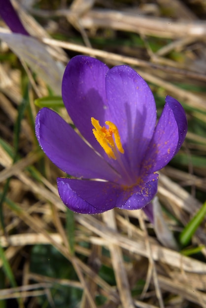 De krokussen van bergbloemen bloeiden in de lenteaard