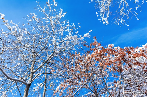 De kronen van de bomen bedekt met vorst tegen de blauwe hemel Winter landschap