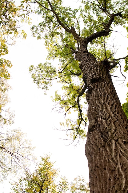 De kroon van een hoge boom met gele en groene bladeren tegen de lucht