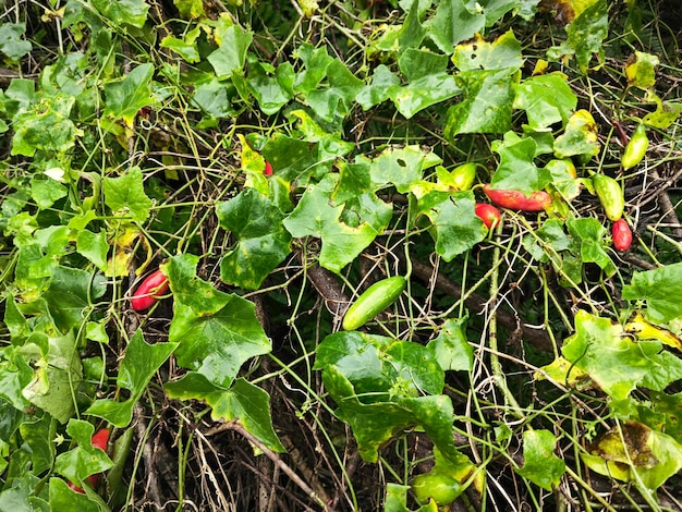 De kruipende klimop gourd vruchten plant klimmen rond de wilde struiken