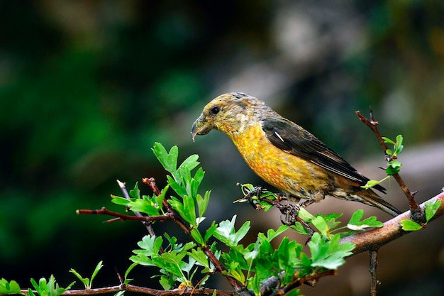 De kruisbek is een kleine zangvogel uit de familie van de vinken.