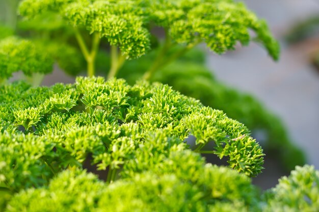 De krullende peterselie verlaat close-up in de tuin