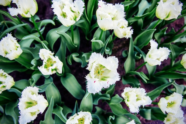 De krullende witte tulpen sluiten omhoog.