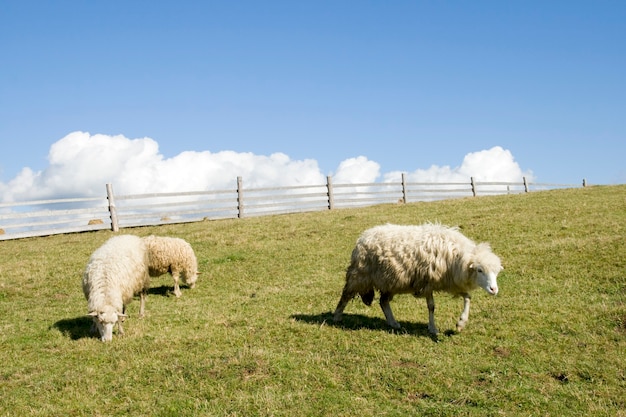 De kudde schapen op het weiland van het bergplateau.