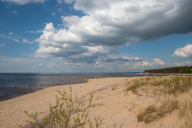 De kustscène van Carnikava, Letland aan de Oostzee met omgevallen bomen op een zonnige dag